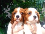 Cavalier King Charles Yavruları