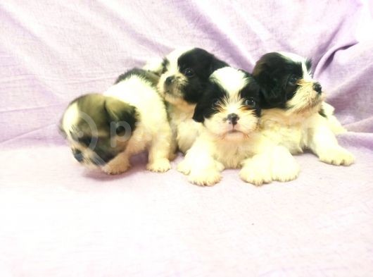 Shih Tzu( Şitsu ) Yavruları görsel