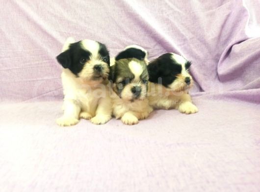 Shih Tzu( Şitsu ) Yavruları görsel