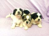 Shih Tzu( Şitsu ) Yavruları