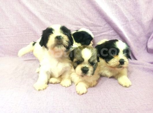 Shih Tzu( Şitsu ) Yavruları görsel
