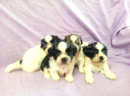 Shih Tzu( Şitsu ) Yavruları