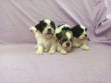 Shih Tzu( Şitsu ) Yavruları