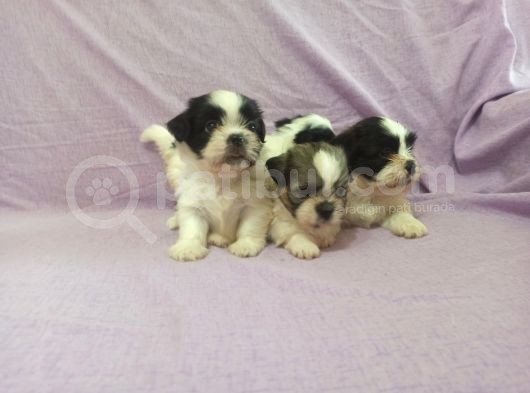 Shih Tzu( Şitsu ) Yavruları görsel