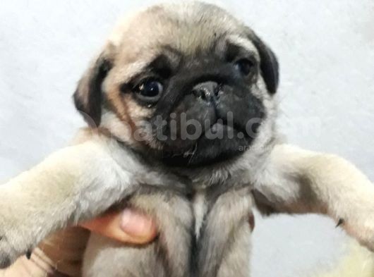 Pug Yavruları görsel