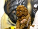 Toy Poodle Yavrularim Irk Ve Saglik Garantili