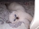 Masmavi̇ Gözlü Blue Poi̇nt Yavrum