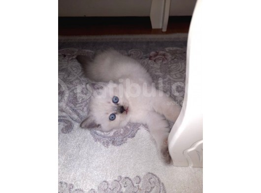 Masmavi̇ Gözlü Blue Poi̇nt Yavrum görsel