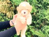 Toy Poodle Yavrularımız Çiftliğimizde Dişi Erkek