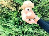 Toy Poodle Yavrularımız Çiftliğimizde Dişi Erkek
