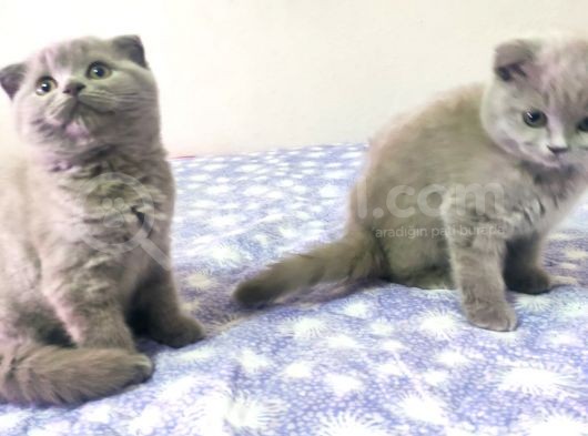 Yakışıklı Prensler İlanda görsel
