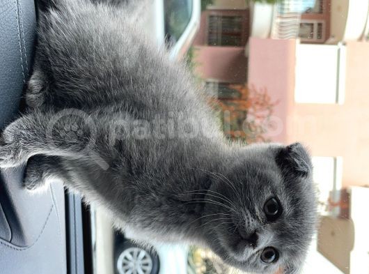 Bri̇ti̇sh Ve Scotti̇sh Shorthai̇r Yavrularim görsel
