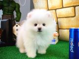 Aa Kalite Safkan  Pomeranian Oğlumuz