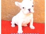 Lekesi̇z Beyaz French Bulldog Yavrular