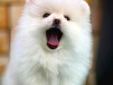 Aa Kalite Safkan  Pomeranian Oğlumuz