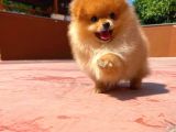 Sevimli Ve Yakışıklı Pomeranian Boo Oğlumuz Haribo
