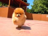 Sevimli Ve Yakışıklı Pomeranian Boo Oğlumuz Haribo