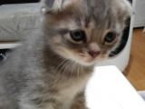 Scottish Fold Whi̇skas Kürklü Yavrum