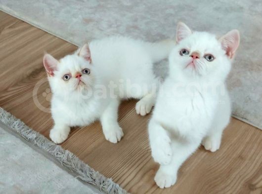 3 Aylık Erkek Oyuncu Exotiksorthair Tek Yavru Ozel Beslendi görsel