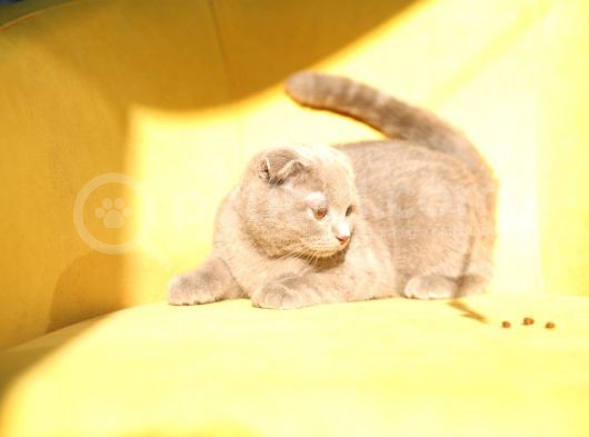 Lilac , Cinnamon Gri Siyah Yavrular görsel