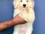 Sevimli Maltese Teriyer Yavrular