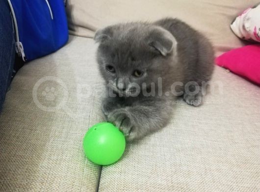Dünyalar Tatlısı Son Kalan Yavrumuz Orjinal Irk görsel