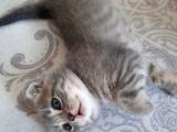 Scottish Fold Whi̇skas Kürklü Yavrum