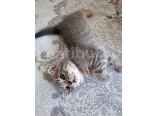 Scottish Fold Whi̇skas Kürklü Yavrum görsel