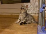 British Shorthair 3 British Yavru