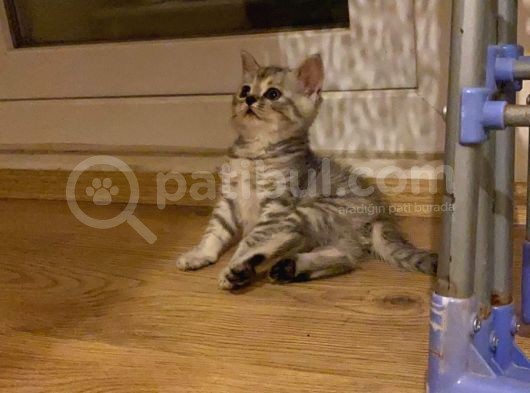 British Shorthair 3 British Yavru görsel