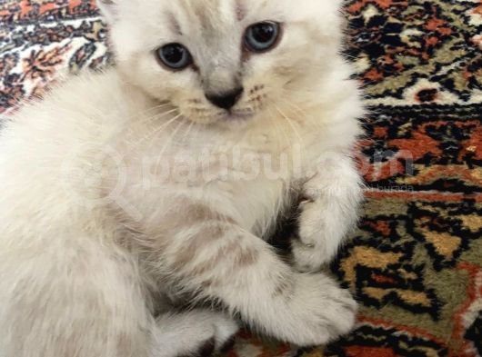 British Shorthair 3 British Yavru görsel