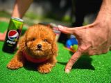 Red Toy Poodle Yavrularımız