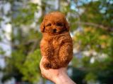 Red Toy Poodle Yavrularımız