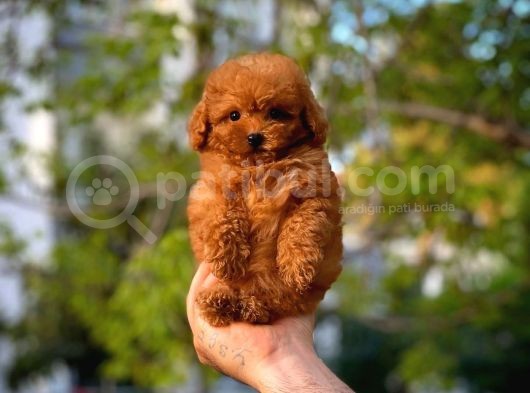 Red Toy Poodle Yavrularımız görsel