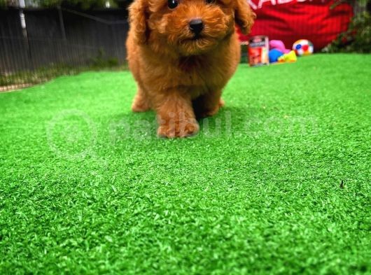 Red Toy Poodle Yavrularımız görsel