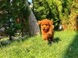 Red Brown 3 Aylık Toy Poodle Yavrumuz Reis