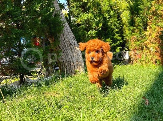 Red Brown 3 Aylık Toy Poodle Yavrumuz Reis görsel