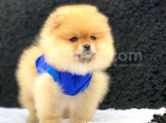 pomeranian boo pomeranian boo yavru istanbul pomeranian boo cins kopek