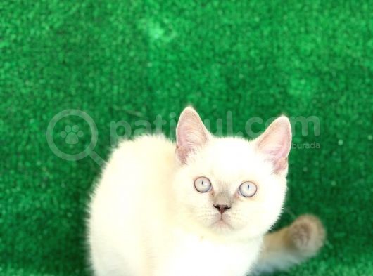 Orji̇nal Irk Bri̇ti̇sh Shorthai̇r Bluepoi̇nt