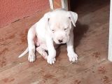 A Kalite Dogo Yavrularımız