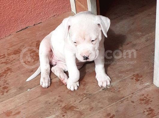 A Kalite Dogo Yavrularımız görsel