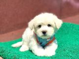 A Kali̇te Maltese Terri̇er