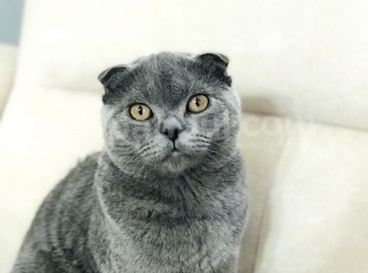 4 Aylık Scottish Fold görsel
