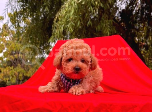 Red Brown Toy Poodle Yavrular görsel