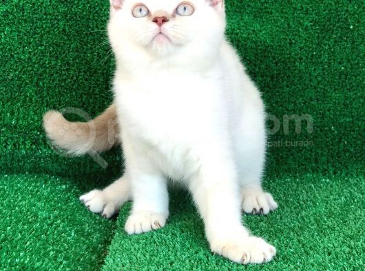 En Özel Renk Si̇lver Poi̇nt Di̇şi̇ Ve Erkek Yavrularımız