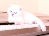 2 Tane Scottish Fold Dişi Yavru
