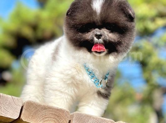 Ayıcık Boo Traşlı Özel Pomeranian görsel