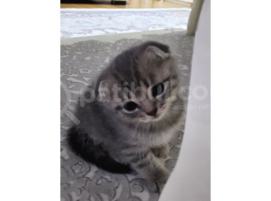 Whi̇skas Kürklü Fold Oyuncu Tatli görsel