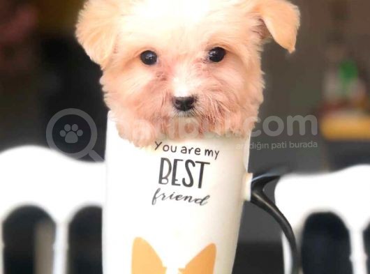 2.5 Aylık 0 Numara Maltipoo Yavrularımız görsel