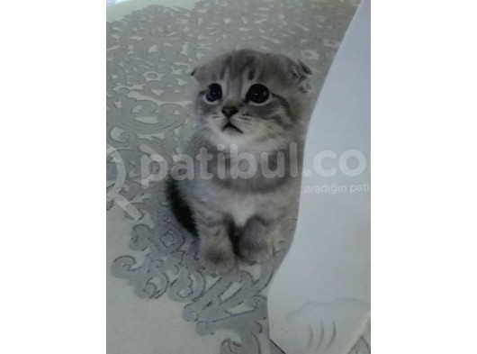 Whi̇skas Kürklü Fold Oyuncu Tatli görsel